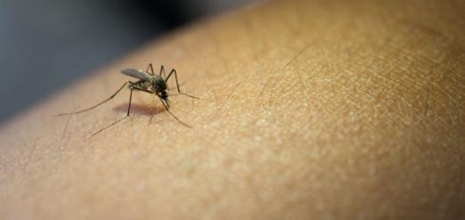 Pon freno a las picaduras de mosquitos