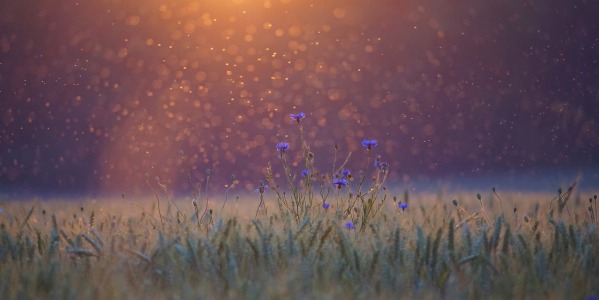 Protección frente a las picaduras con los mejores repelentes antimosquitos 